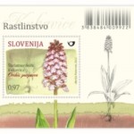 Škrlatnordeča kukavica (Orchis purpurea)